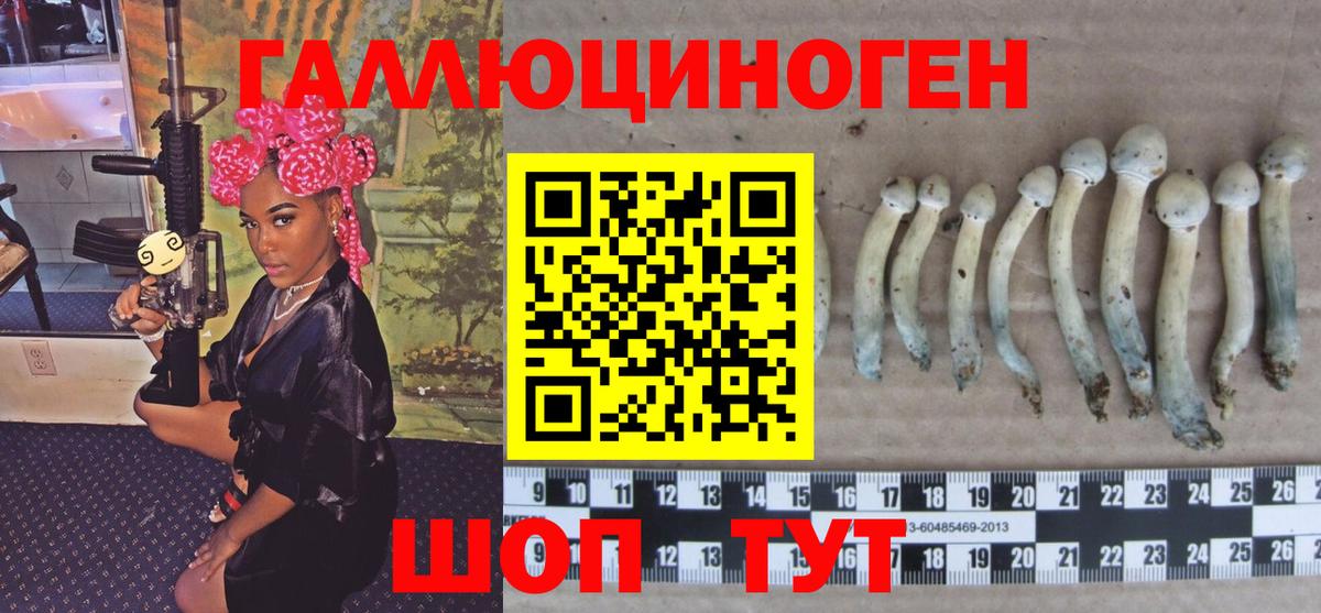 Галлюциногенные грибы Psilocybine cubensis Усть-Джегута